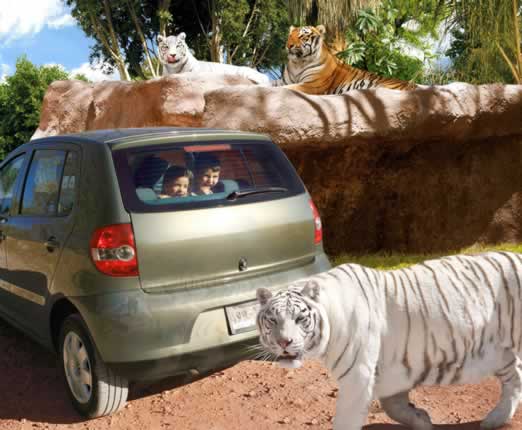 Excursion a Africam Safari saliendo de Veracruz, Cardel y Xalapa