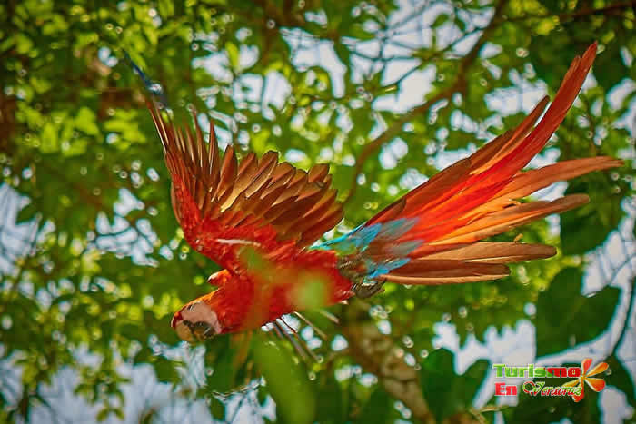Reserva Ecológica de Nanciyaga en Catemaco, Veracruz Reserva Ecológica de Nanciyaga en Catemaco, Veracruz